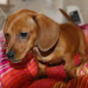 Meet your Posher, Judy